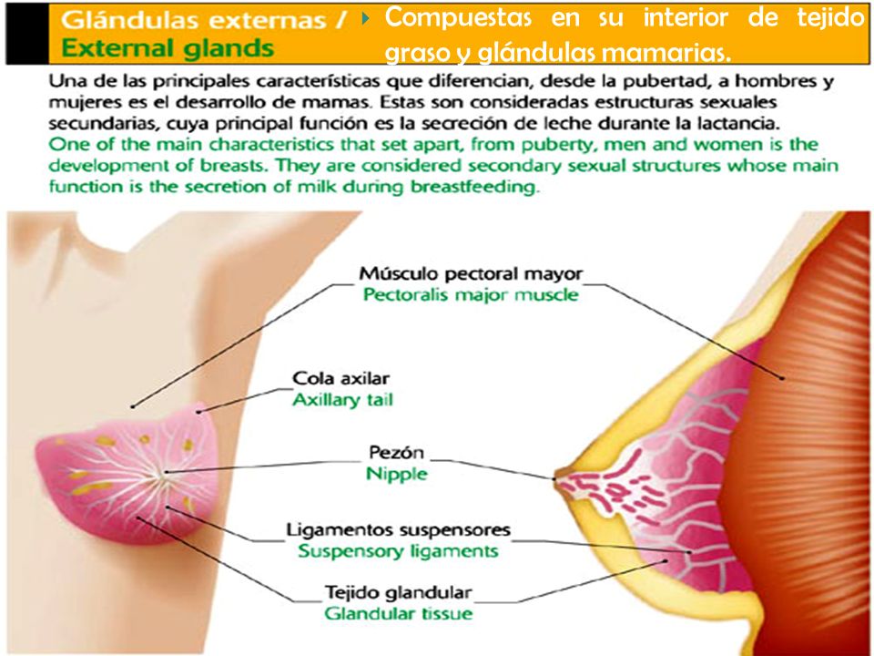 Compuestas en su interior de tejido graso y glándulas mamarias.