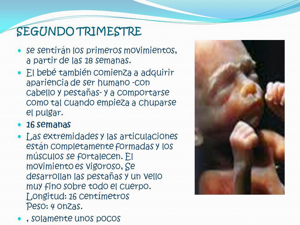 SEGUNDO TRIMESTRE se sentirán los primeros movimientos, a partir de las 18 semanas.
