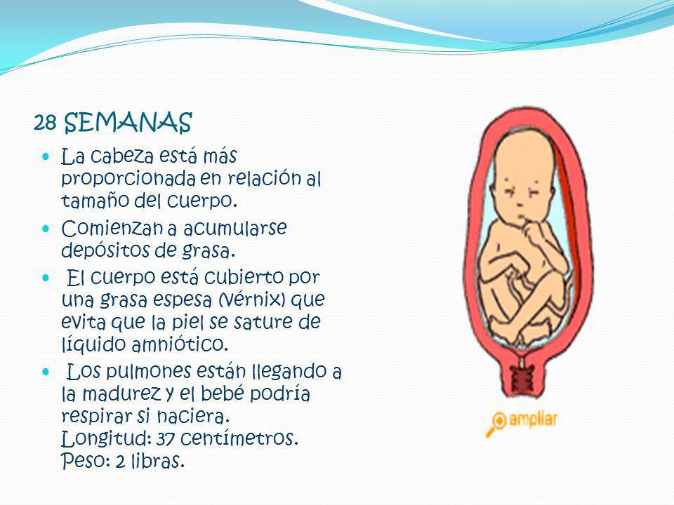 28 SEMANAS La cabeza está más proporcionada en relación al tamaño del cuerpo. Comienzan a acumularse depósitos de grasa.