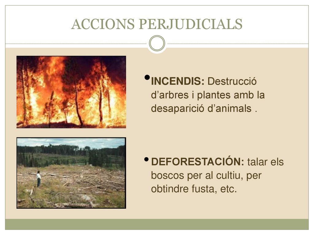 ACCIONS PERJUDICIALS INCENDIS: Destrucció d’arbres i plantes amb la desaparició d’animals .