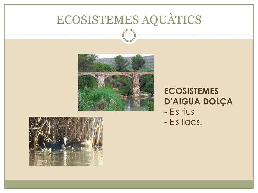 ECOSISTEMES AQUÀTICS ECOSISTEMES D’AIGUA DOLÇA - Els rius - Els llacs.