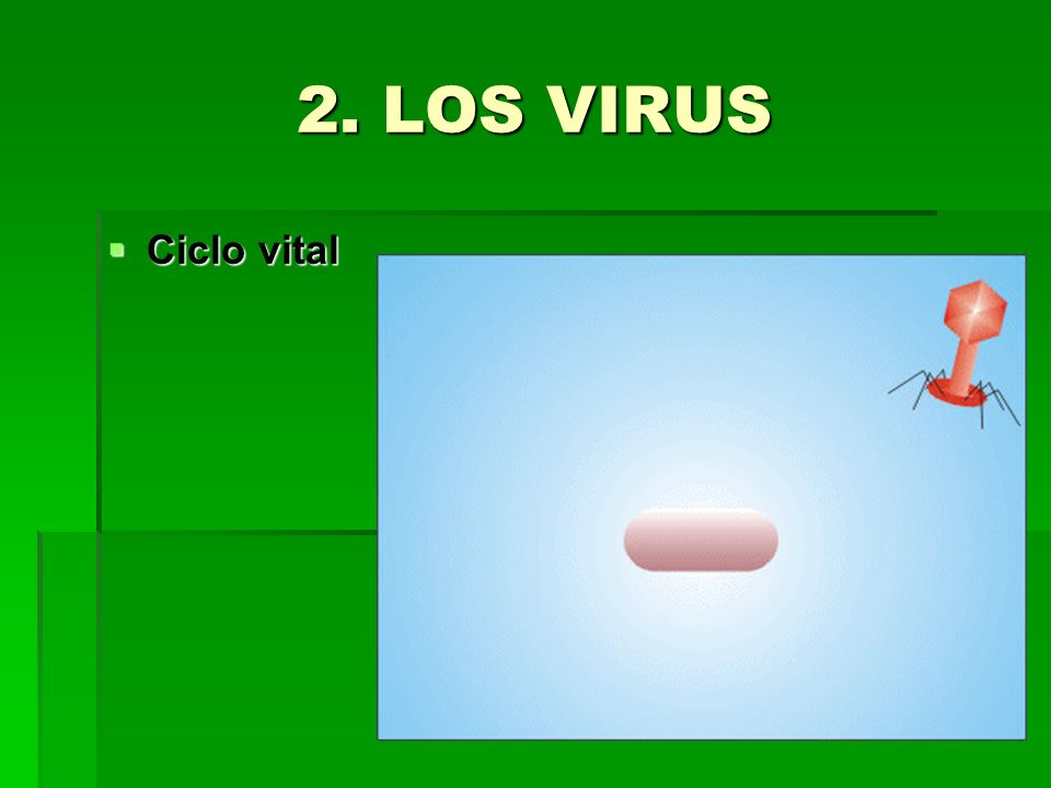 2. LOS VIRUS Ciclo vital