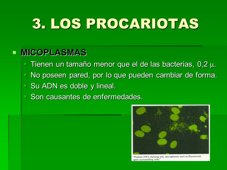 3. LOS PROCARIOTAS MICOPLASMAS