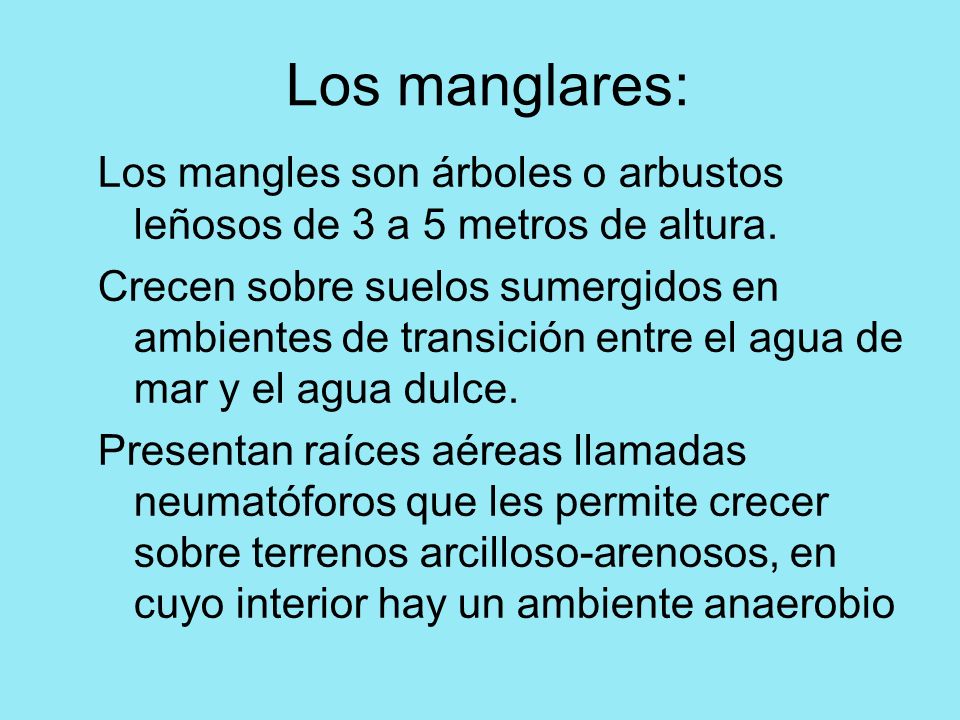 Los manglares: Los mangles son árboles o arbustos leñosos de 3 a 5 metros de altura.