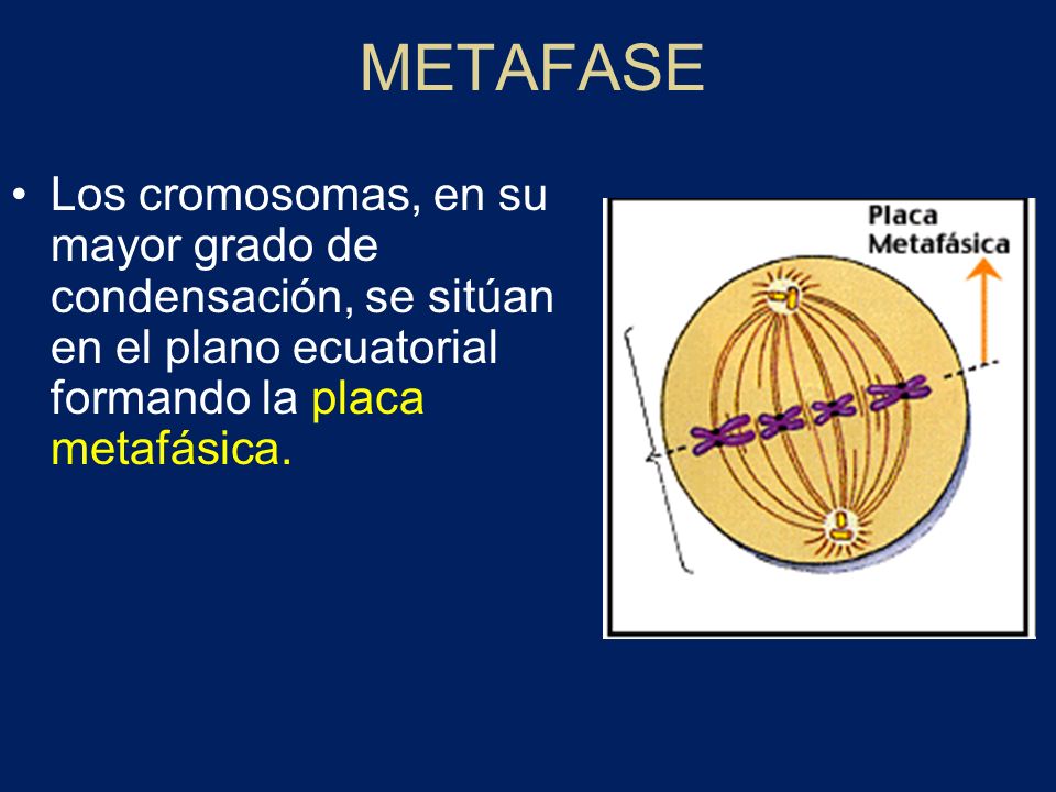 METAFASE Los cromosomas, en su mayor grado de condensación, se sitúan en el plano ecuatorial formando la placa metafásica.