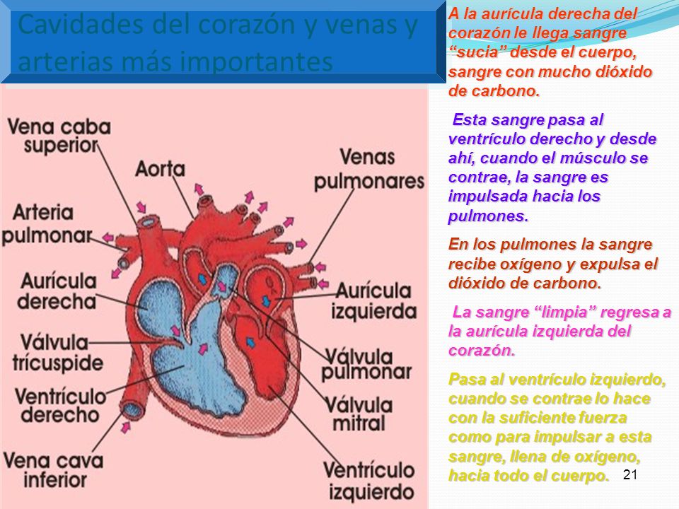 Cavidades del corazón y venas y arterias más importantes