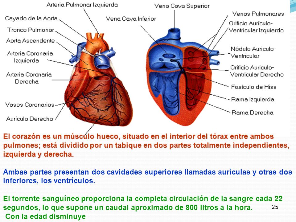 El corazón es un músculo hueco, situado en el interior del tórax entre ambos pulmones; está dividido por un tabique en dos partes totalmente independientes, izquierda y derecha.