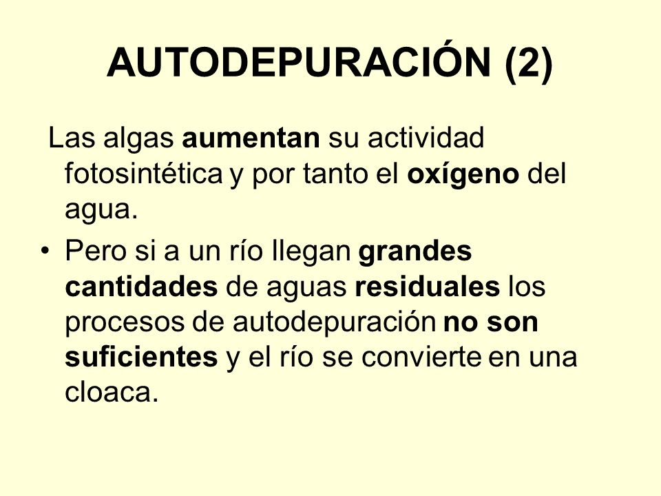 Autodepuración (2) Las algas aumentan su actividad fotosintética y por tanto el oxígeno del agua.
