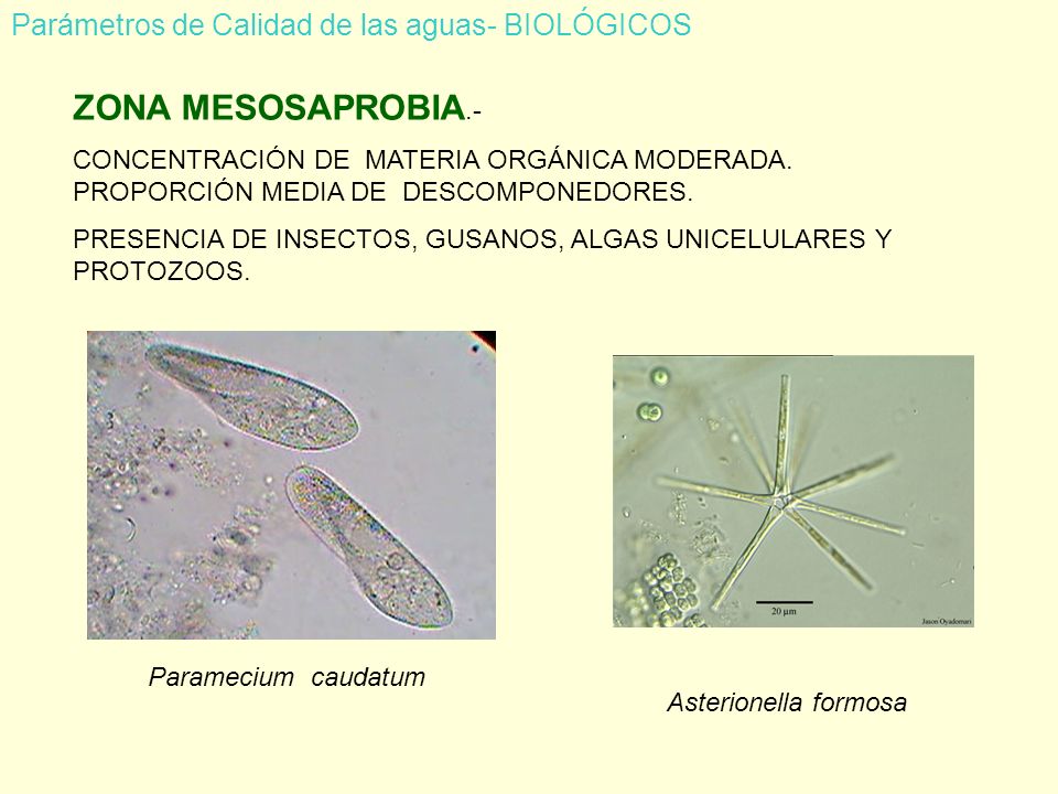 ZONA MESOSAPROBIA.- Parámetros de Calidad de las aguas- BIOLÓGICOS