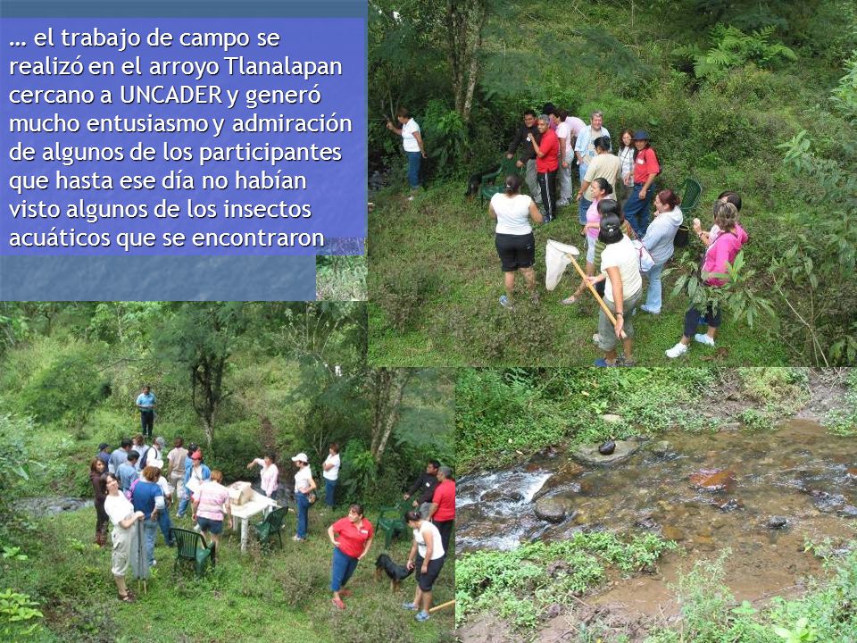 … el trabajo de campo se realizó en el arroyo Tlanalapan cercano a UNCADER y generó mucho entusiasmo y admiración de algunos de los participantes que hasta ese día no habían visto algunos de los insectos acuáticos que se encontraron