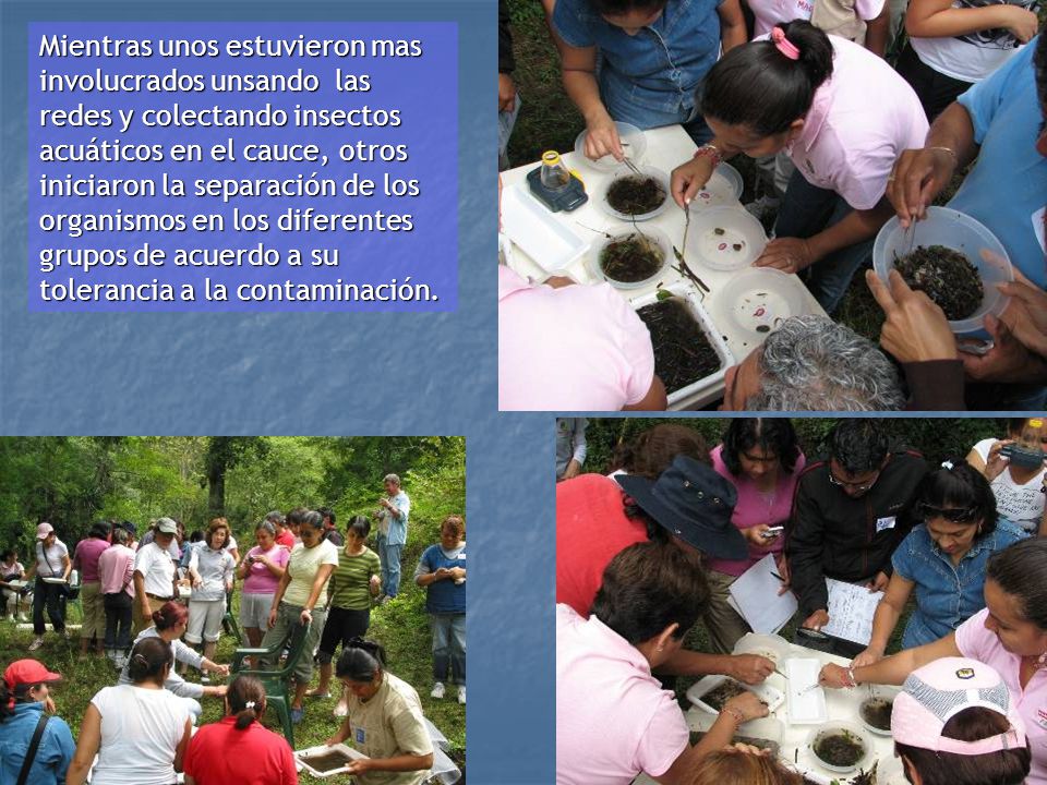 Mientras unos estuvieron mas involucrados unsando las redes y colectando insectos acuáticos en el cauce, otros iniciaron la separación de los organismos en los diferentes grupos de acuerdo a su tolerancia a la contaminación.