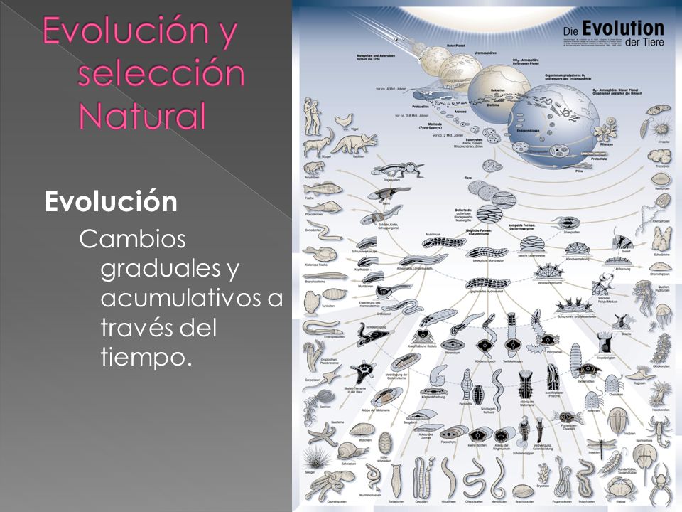 Evolución y selección Natural