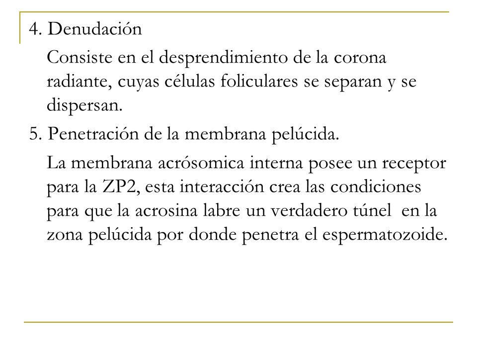 4. Denudación Consiste en el desprendimiento de la corona radiante, cuyas células foliculares se separan y se dispersan.