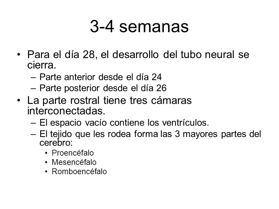 3-4 semanas Para el día 28, el desarrollo del tubo neural se cierra.