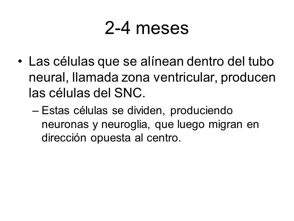 2-4 meses Las células que se alínean dentro del tubo neural, llamada zona ventricular, producen las células del SNC.