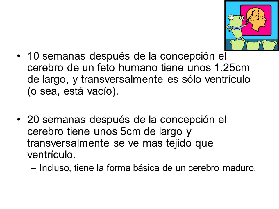 10 semanas después de la concepción el cerebro de un feto humano tiene unos 1.25cm de largo, y transversalmente es sólo ventrículo (o sea, está vacío).