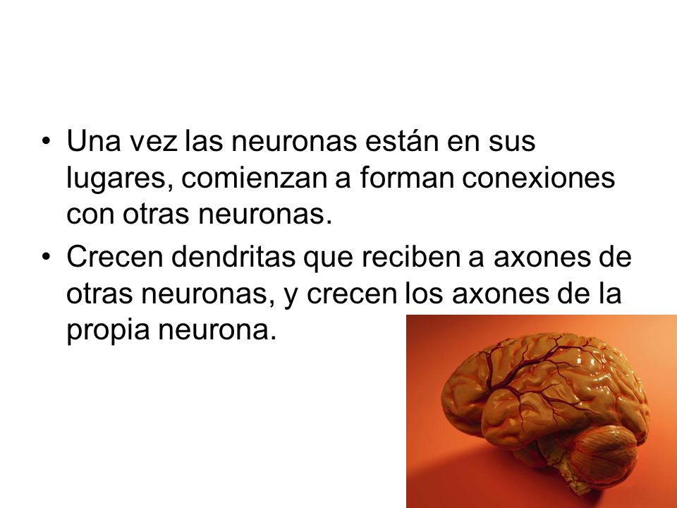 Una vez las neuronas están en sus lugares, comienzan a forman conexiones con otras neuronas.