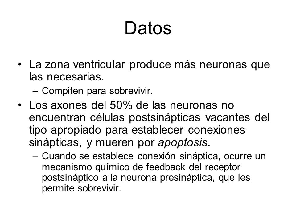 Datos La zona ventricular produce más neuronas que las necesarias.