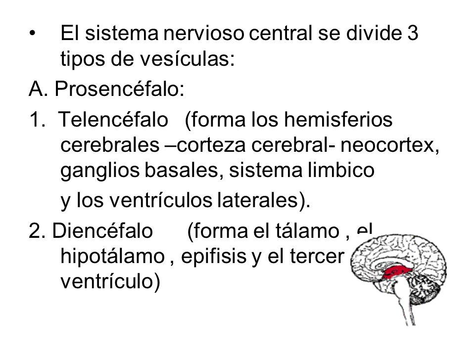 El sistema nervioso central se divide 3 tipos de vesículas: