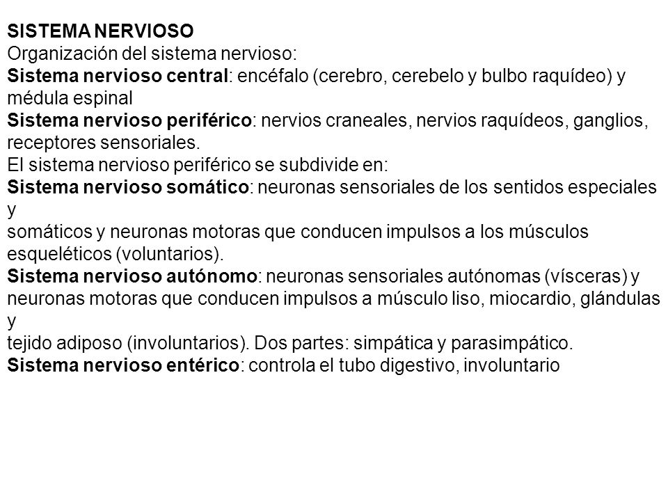 SISTEMA NERVIOSO Organización del sistema nervioso: Sistema nervioso central: encéfalo (cerebro, cerebelo y bulbo raquídeo) y.