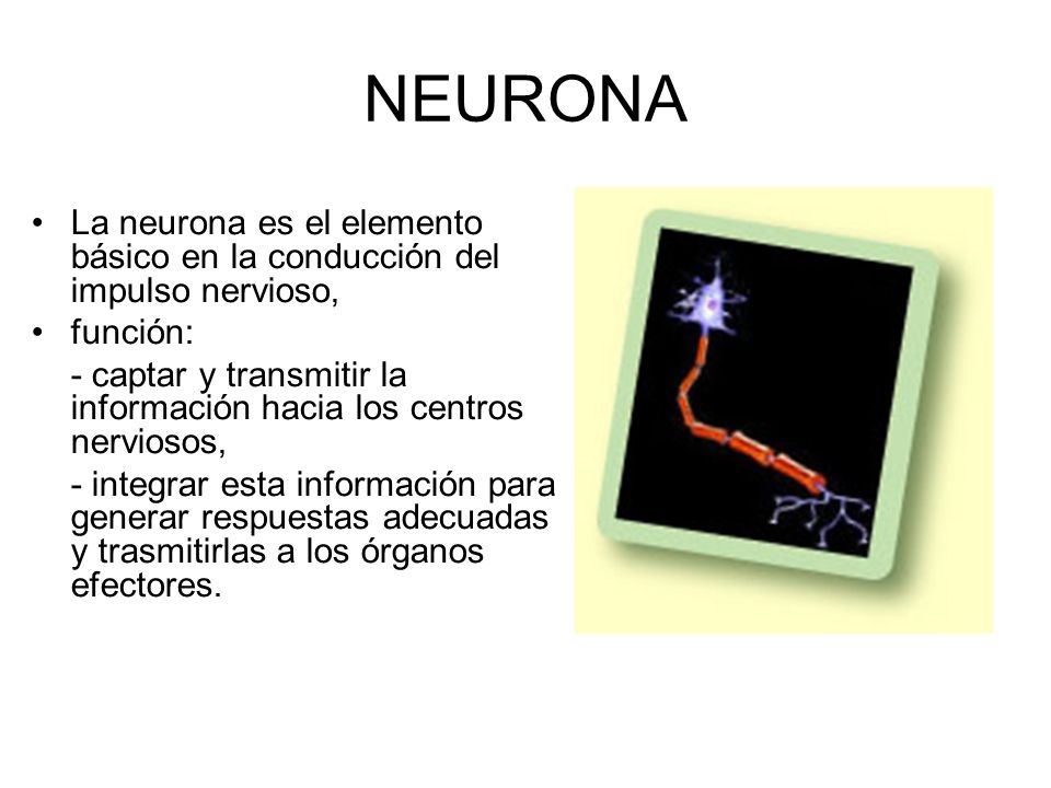 NEURONA La neurona es el elemento básico en la conducción del impulso nervioso, función:
