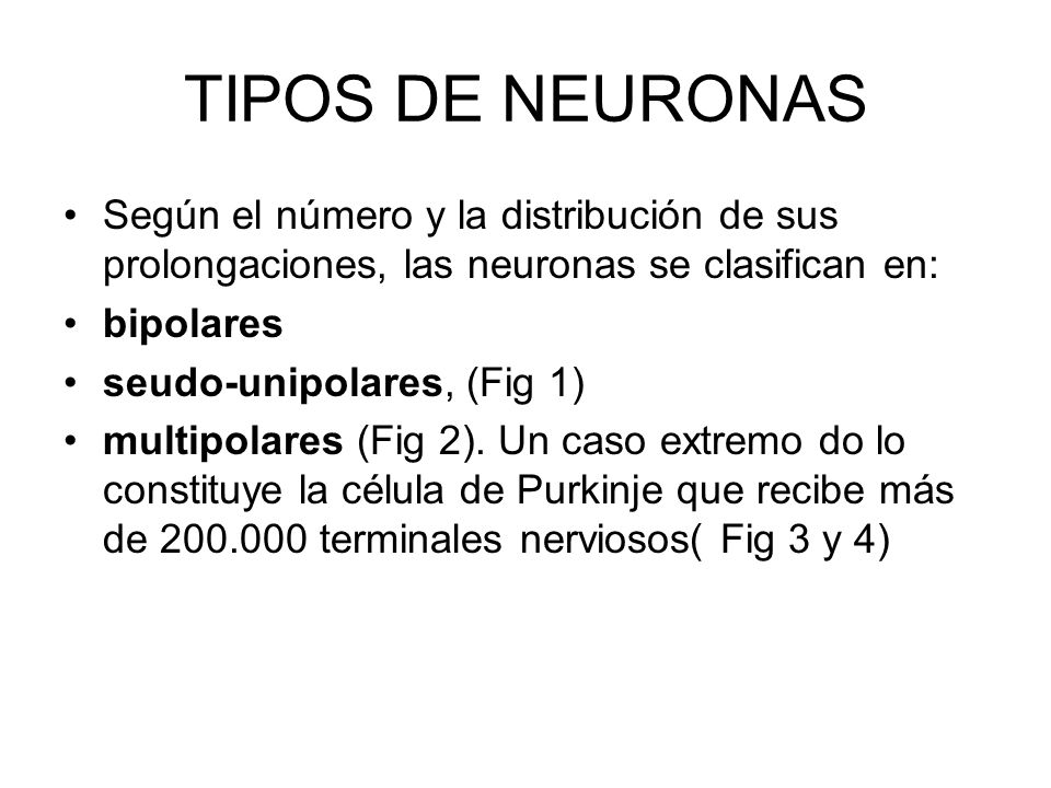 TIPOS DE NEURONAS Según el número y la distribución de sus prolongaciones, las neuronas se clasifican en: