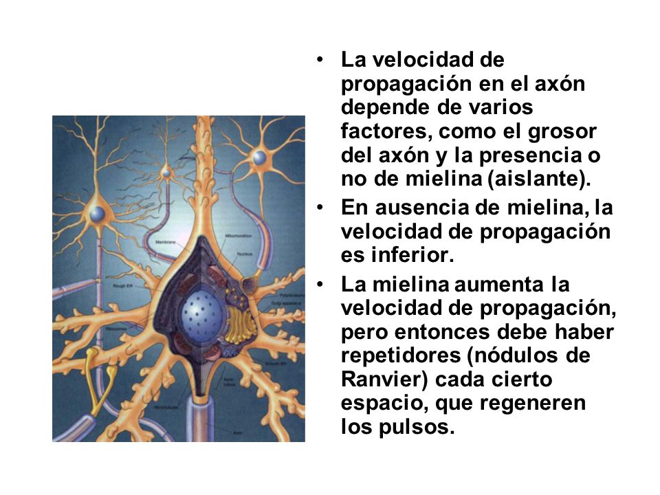 La velocidad de propagación en el axón depende de varios factores, como el grosor del axón y la presencia o no de mielina (aislante).