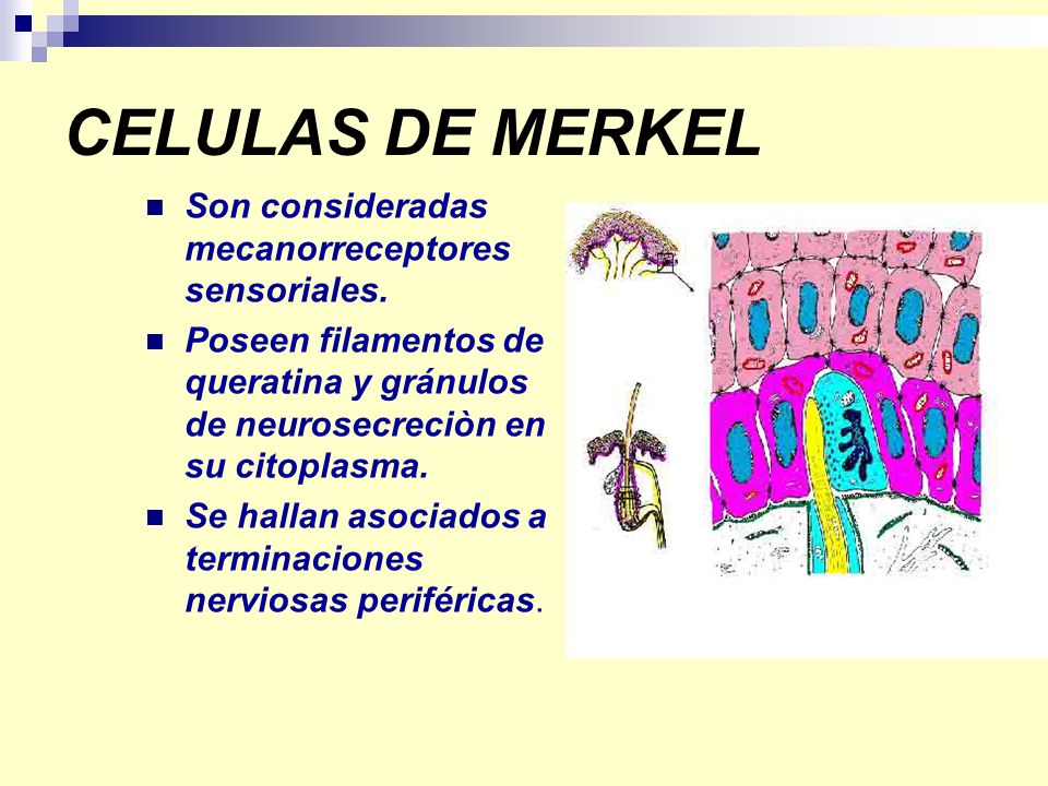 CELULAS DE MERKEL Son consideradas mecanorreceptores sensoriales.