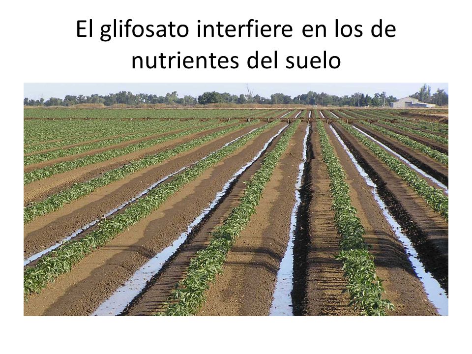 El glifosato interfiere en los de nutrientes del suelo