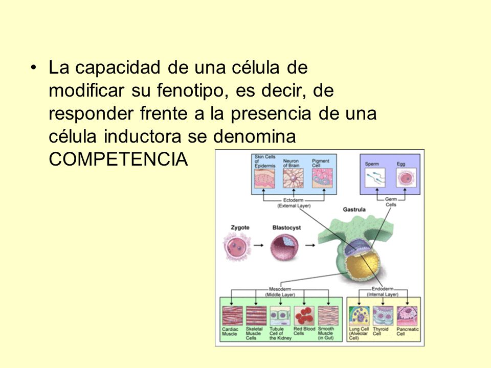 La capacidad de una célula de modificar su fenotipo, es decir, de responder frente a la presencia de una célula inductora se denomina COMPETENCIA
