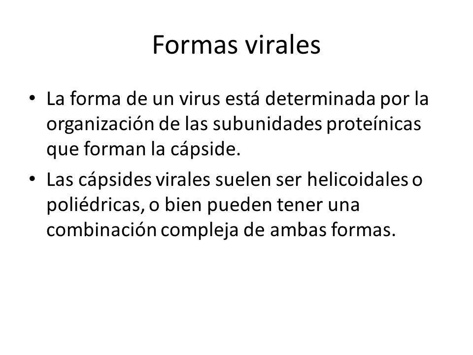 Formas virales La forma de un virus está determinada por la organización de las subunidades proteínicas que forman la cápside.