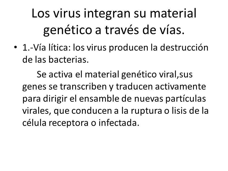 Los virus integran su material genético a través de vías.