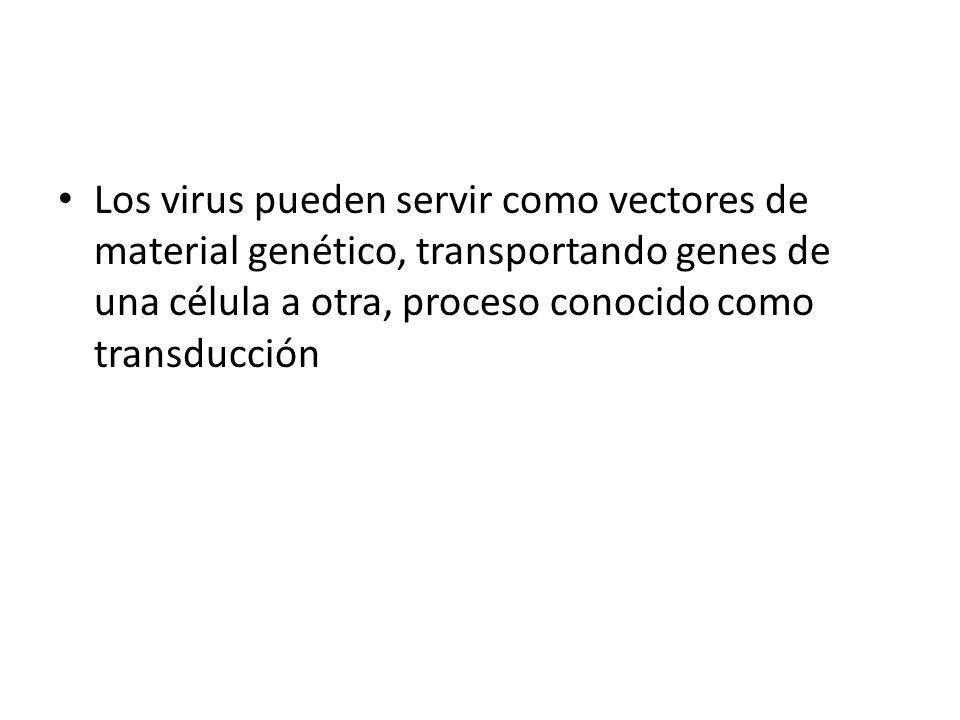Los virus pueden servir como vectores de material genético, transportando genes de una célula a otra, proceso conocido como transducción