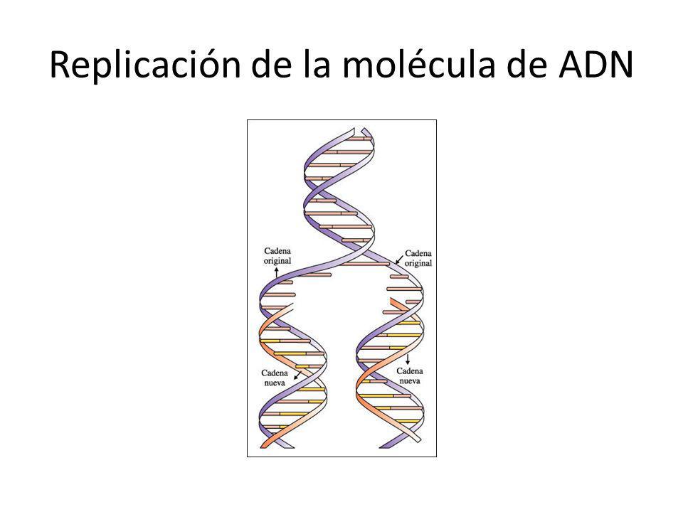 Replicación de la molécula de ADN
