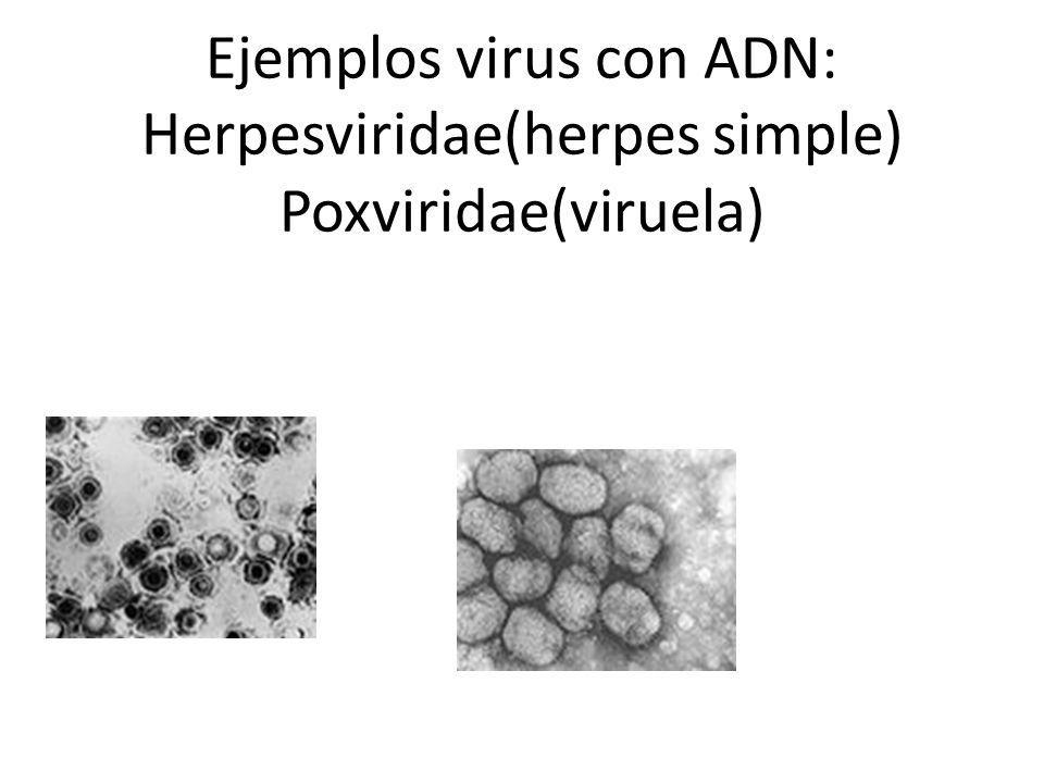 Ejemplos virus con ADN: Herpesviridae(herpes simple) Poxviridae(viruela)