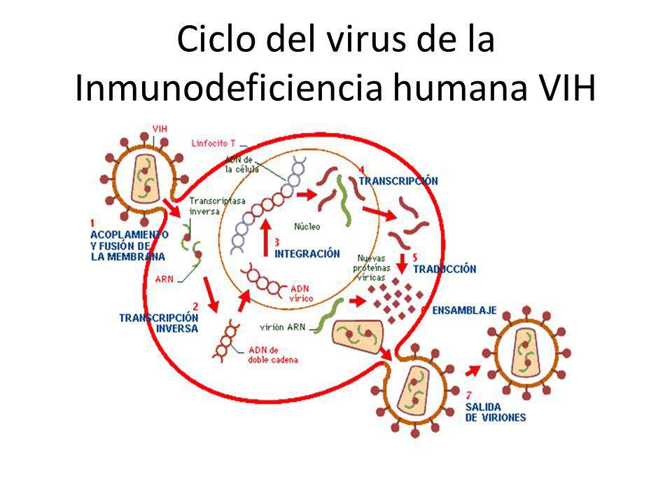 Ciclo del virus de la Inmunodeficiencia humana VIH