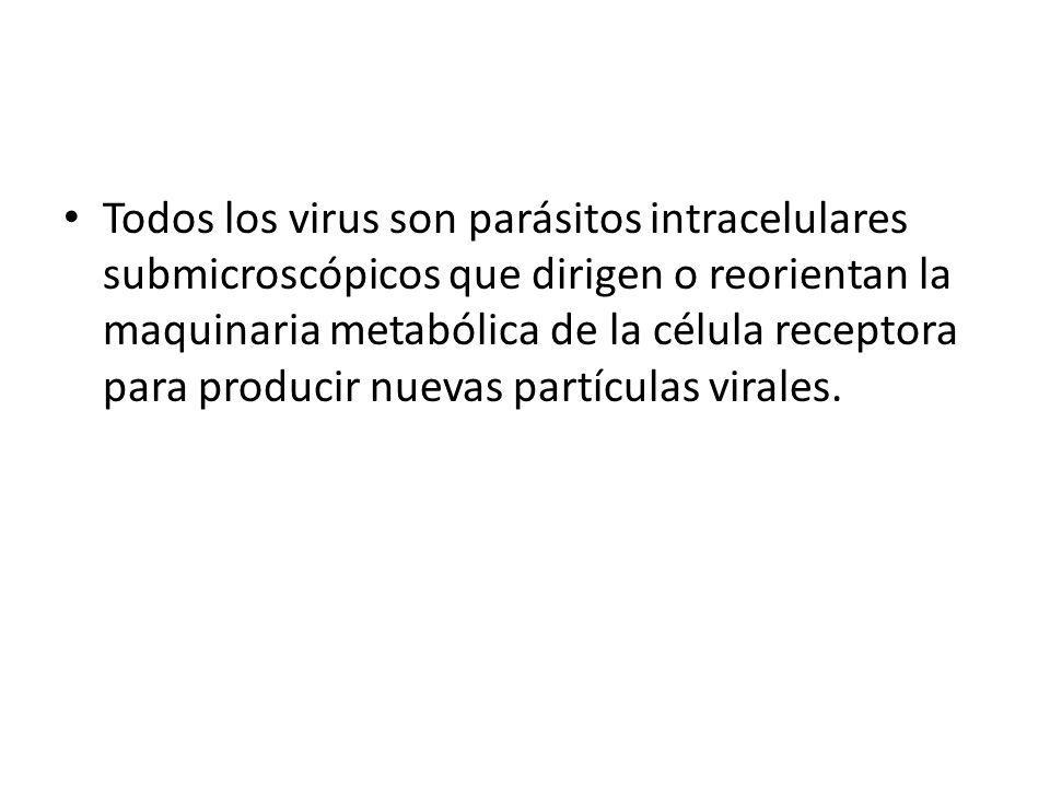 Todos los virus son parásitos intracelulares submicroscópicos que dirigen o reorientan la maquinaria metabólica de la célula receptora para producir nuevas partículas virales.