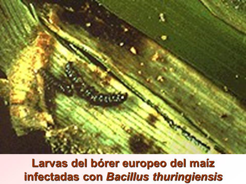 Larvas del bórer europeo del maíz infectadas con Bacillus thuringiensis