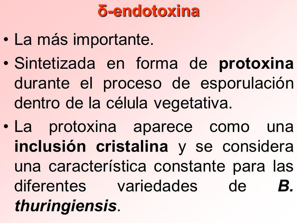 δ-endotoxina La más importante. Sintetizada en forma de protoxina durante el proceso de esporulación dentro de la célula vegetativa.