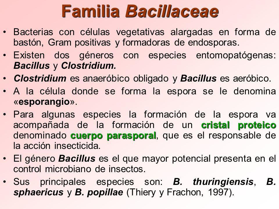 Familia Bacillaceae Bacterias con células vegetativas alargadas en forma de bastón, Gram positivas y formadoras de endosporas.