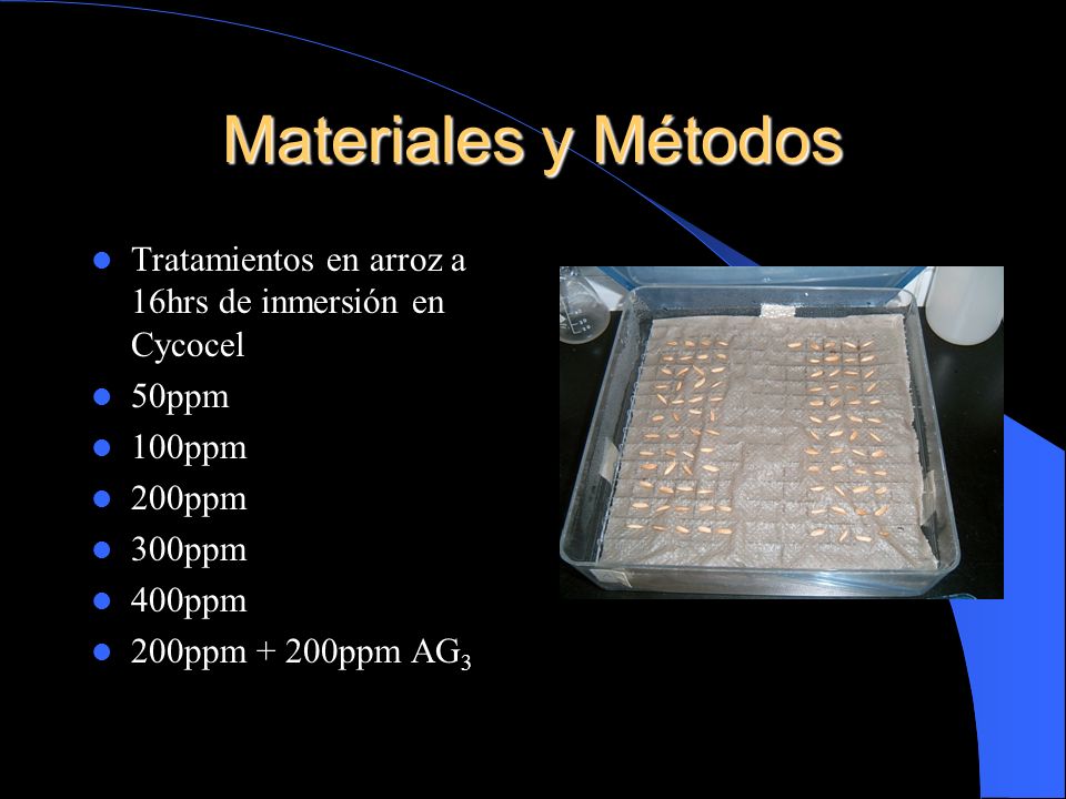 Materiales y Métodos Tratamientos en arroz a 16hrs de inmersión en Cycocel. 50ppm. 100ppm. 200ppm.
