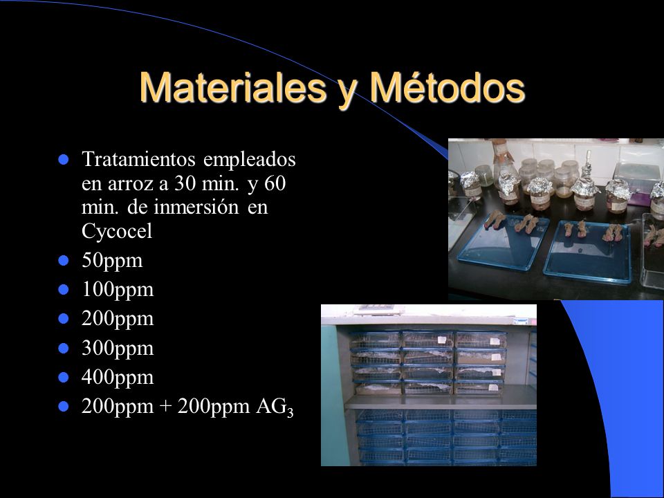 Materiales y Métodos Tratamientos empleados en arroz a 30 min. y 60 min. de inmersión en Cycocel. 50ppm.