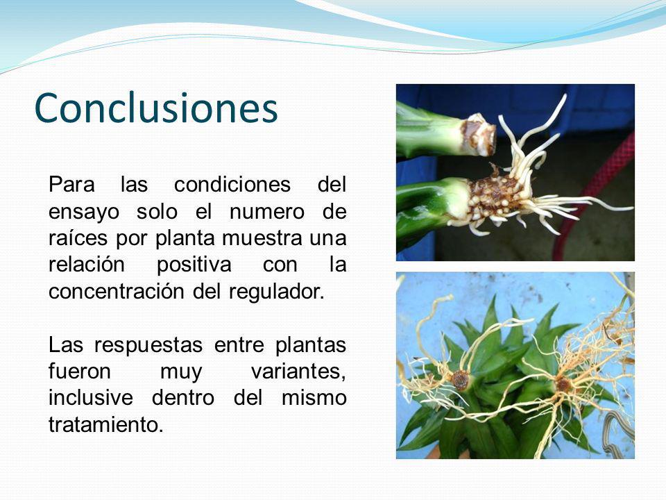 Conclusiones Para las condiciones del ensayo solo el numero de raíces por planta muestra una relación positiva con la concentración del regulador.