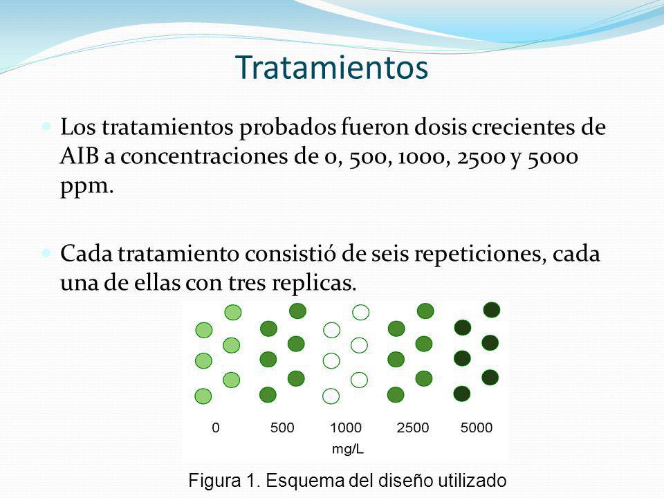 Tratamientos Los tratamientos probados fueron dosis crecientes de AIB a concentraciones de 0, 500, 1000, 2500 y 5000 ppm.