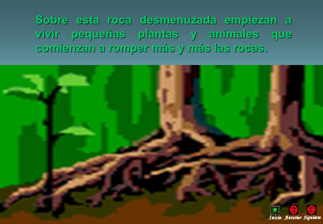 Sobre esta roca desmenuzada empiezan a vivir pequeñas plantas y animales que comienzan a romper más y más las rocas.