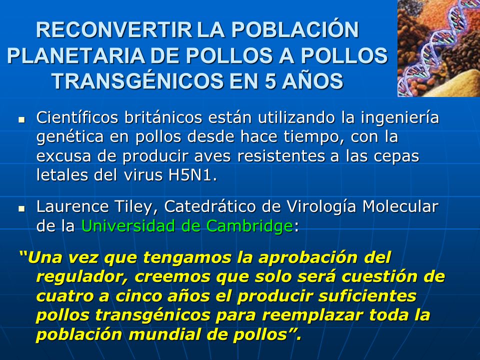 RECONVERTIR LA POBLACIÓN PLANETARIA DE POLLOS A POLLOS TRANSGÉNICOS EN 5 AÑOS