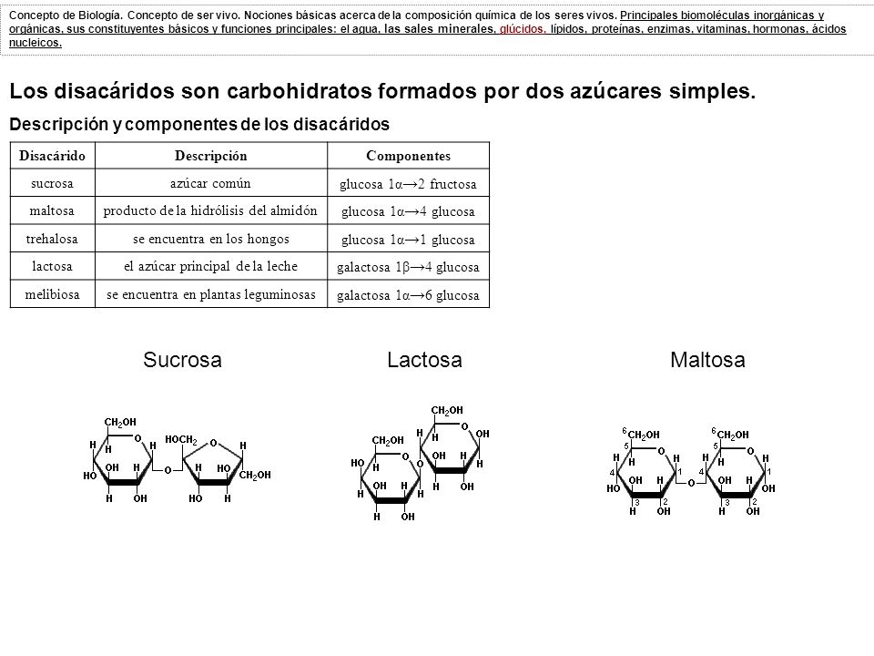 Los disacáridos son carbohidratos formados por dos azúcares simples.