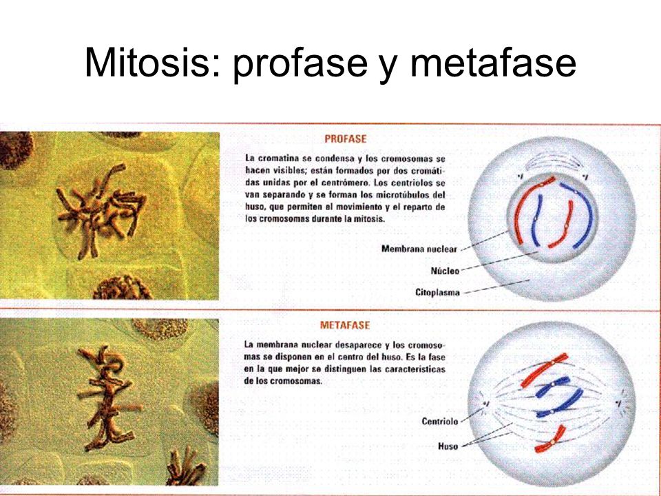 Mitosis: profase y metafase