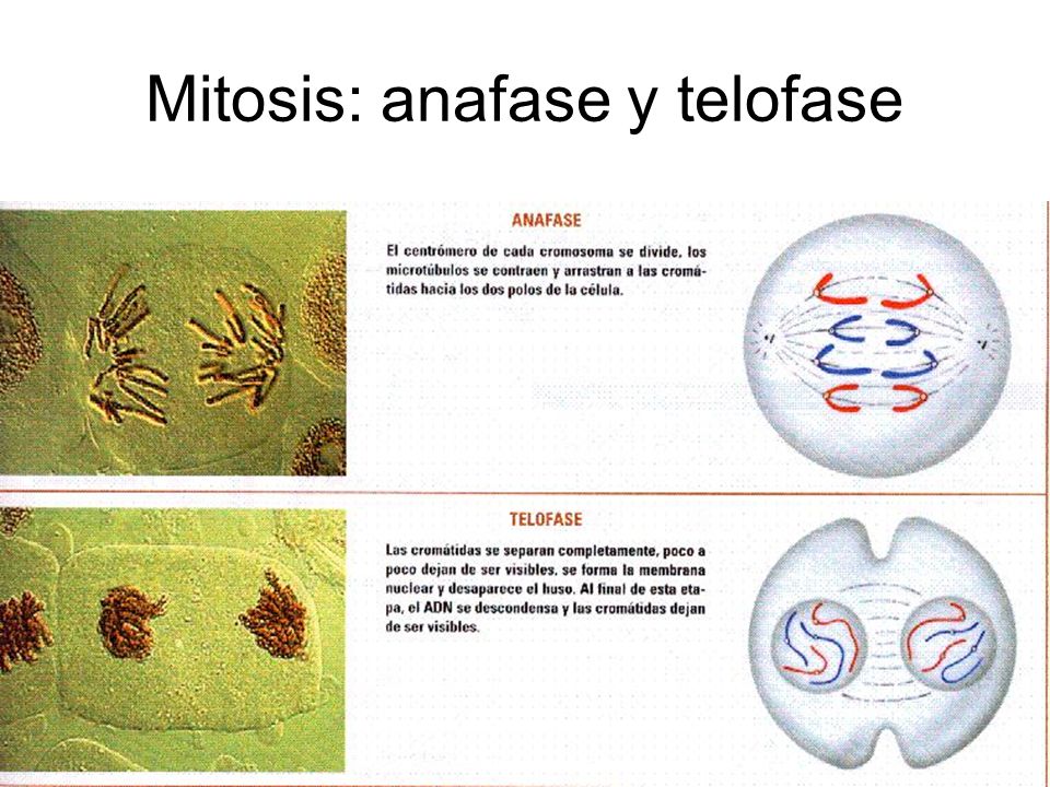 Mitosis: anafase y telofase