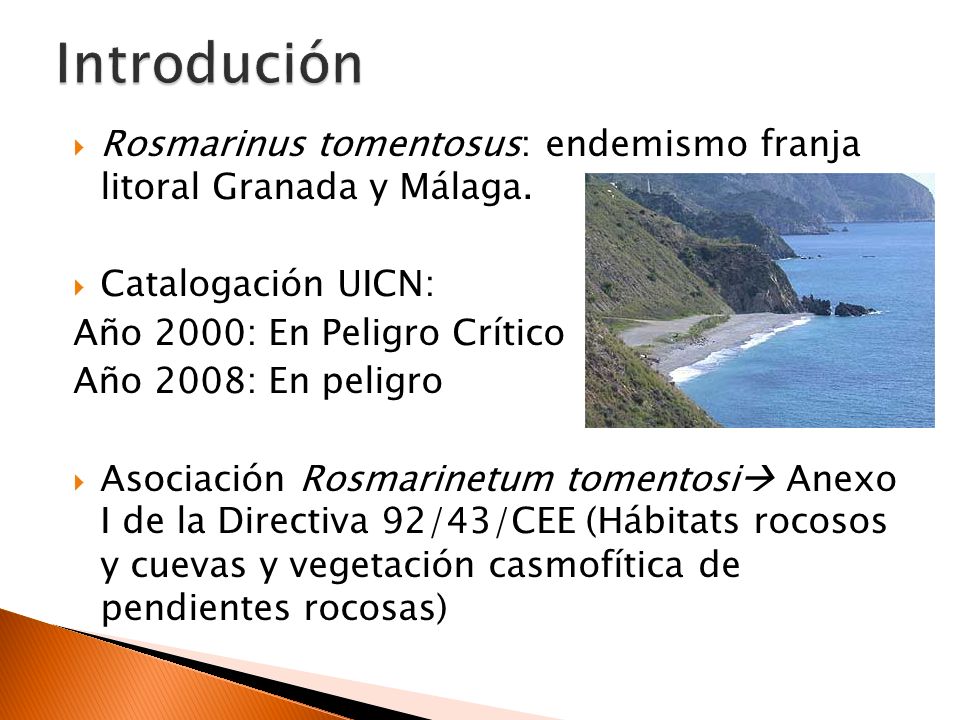 Introdución Rosmarinus tomentosus: endemismo franja litoral Granada y Málaga. Catalogación UICN: Año 2000: En Peligro Crítico.